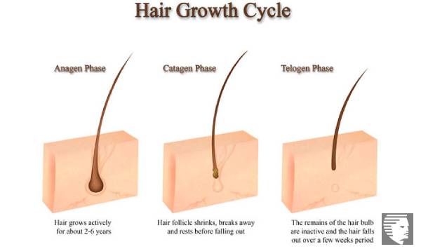 8 Tips To Make Your Hair Follicles Stronger Ahs Uae